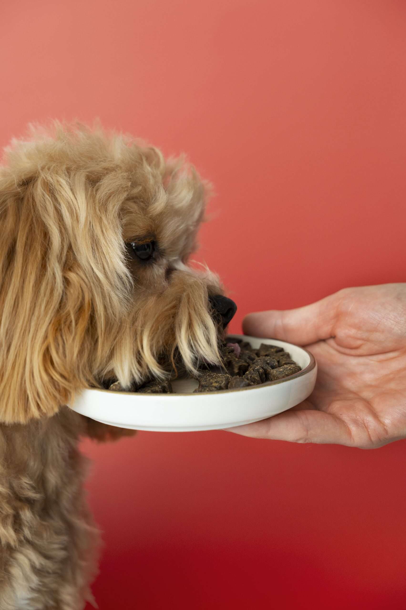 Happy dog enjoying Doggie Masala and Doggie Biscuit from pawingclaw – customer favorite treat mix