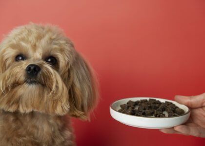 Complete guide to nourishing pets with food, love, exercise, and care – pawingclaw tips
