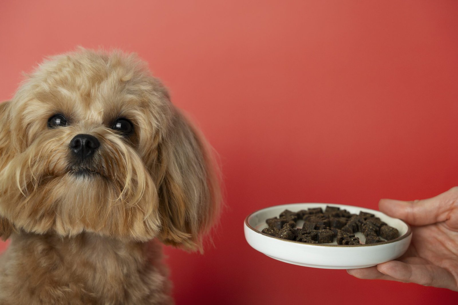 Complete guide to nourishing pets with food, love, exercise, and care – pawingclaw tips
