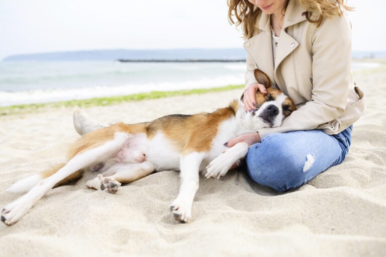 Pet Summer Care in India: What Every Dog & Cat Parent Must Know