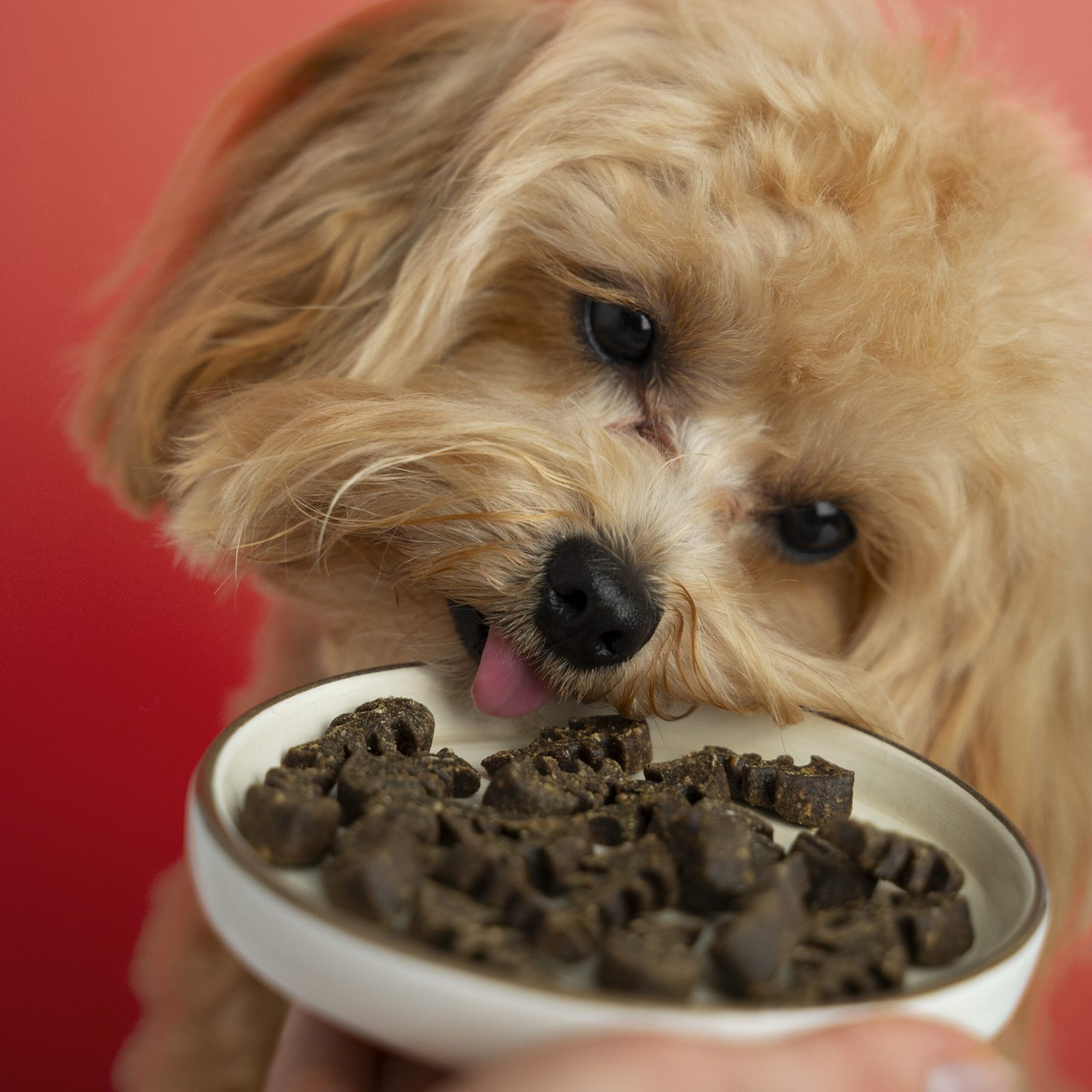 Dog Treats
