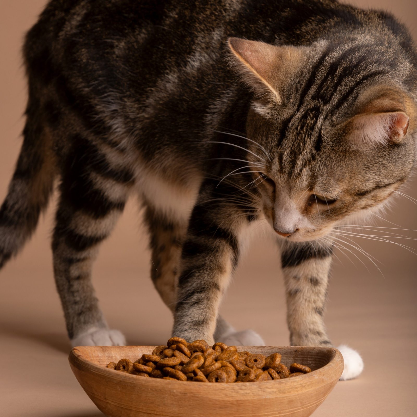 Cat Food